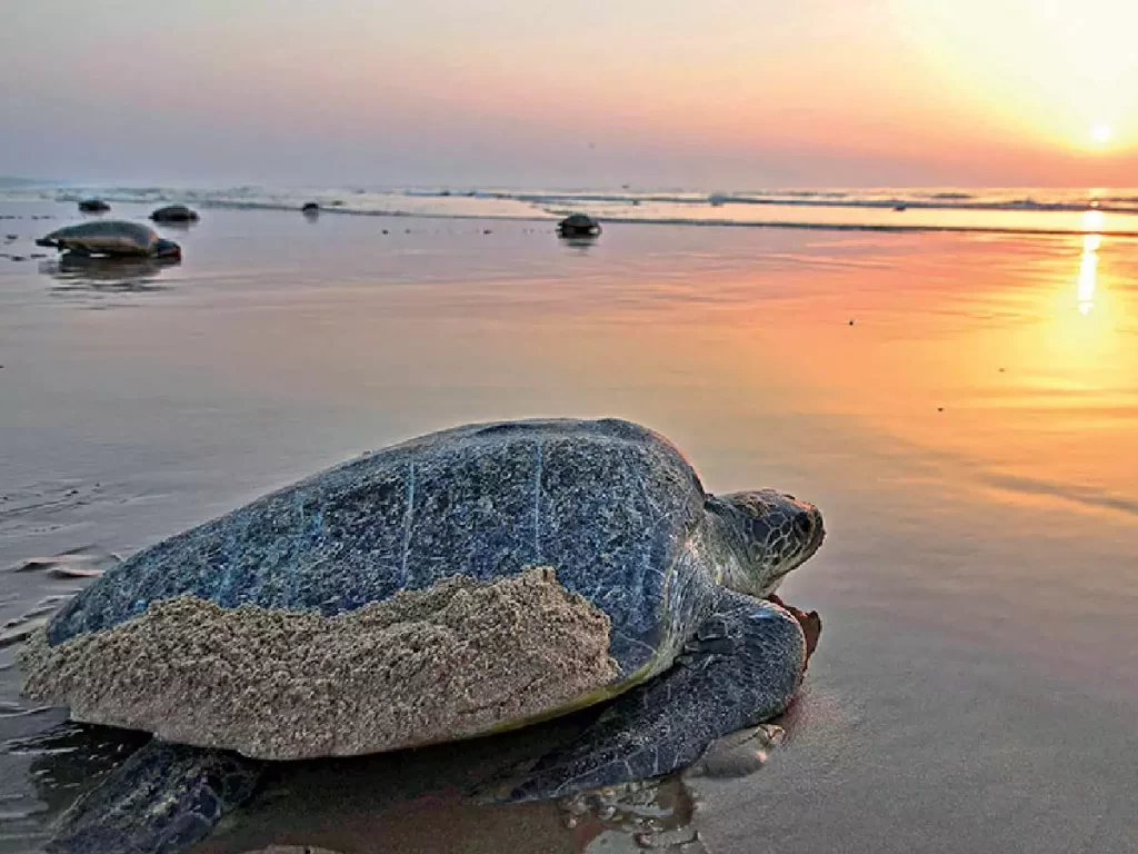 goa beach olive ridley turtle